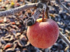 Zimny front nadciąga z północy: przymrozki już tej nocy