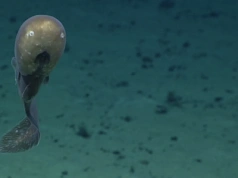 Osobliwy węgorz dostrzeżony po 150 latach. Tak wygląda życie 5 km pod wodą