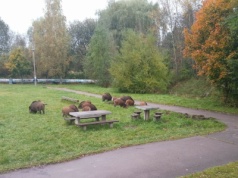 Jak się zachować, gdy spotkasz dzika w Olsztynie?