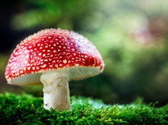 Toksykolodzy alarmują. Niebezpieczne eksperymenty z muchomorami