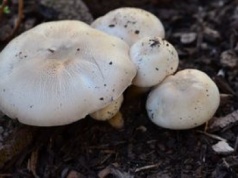 Od takich pieczarek trzymaj się z daleka. Ich smrodek to najmniejszy problem