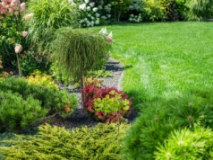 Bezwzględny zakaz dla właścicieli posesji. Kara za tę roślinkę w ogrodzie to nawet milion złotych