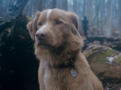 Oscara 2026 dostanie... pies? Do Akademii wpłynęła ciekawa petycja