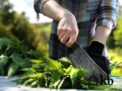 Gnojówka z pokrzyw na trawnik – przepis i dawkowanie krok po kroku