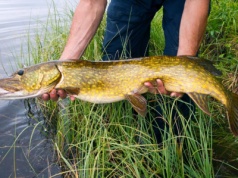 Badania rozwiewają mity wędkarzy! Jak naprawdę złowić szczupaka, okonia i karpia?