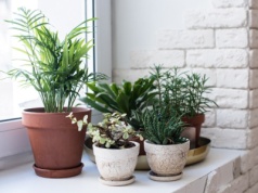 Chcesz mieć zdrowe i piękne kwiaty? Po prostu włóż to do doniczki