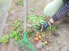 Nie czekaj do wiosny. Jesienią zrób ten zabieg, a gleba odwdzięczy się plonem