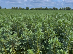 Wpływ terminu zbioru korzeni na plon i polaryzację buraka cukrowego