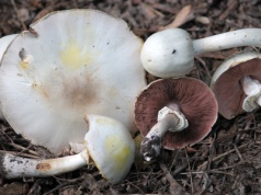 Wyglądają jak zwykłe pieczarki, ale są bardzo niebezpieczne. Tak możemy je rozpoznać