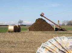 Trzymasz bydło cały rok na pastwisku? Sprawdź, czy musisz mieć płytę obornikową