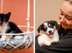 Galeria pod psem i kotem  (Odc.385)