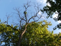 Co dzieje się z drzewami w Parku Zielona?