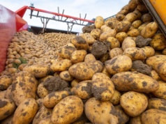 Jak przygotować stanowisko pod uprawę ziemniaka? Oto trzy różne strategie