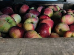 Ceny jabłek przemysłowych na skupie rozczarowują. Sadownicy liczyli na więcej