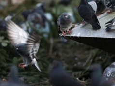 Gołębie w Polsce mają nowy, zaskakujący zwyczaj. "To nie jest normalne"