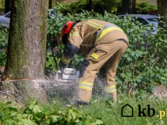 Nawet 50 000 zł kary za samowolkę w ogrodzie. Własny ogród nie daje pełnej wolności