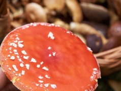 Muchomor na talerzu? Śmiertelnie groźny trend w sieci