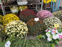Ludzie masowo rezerwują chryzantemy pod Wrocławiem. Od plantatora bardziej się opłaca