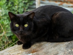 Zaskakująca decyzja w Hiszpanii. Chodzi o czarne koty i Halloween