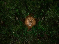 ING z dużą zmianą dotyczącą przelewów. Mieli dość narzekania klientów