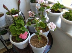 Zadbaj o to już teraz. Inaczej zimujące pelargonie nie zakwitną latem