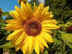 Od ula do stołu – polska produkcja miodu i jej znaczenie dla przyrody