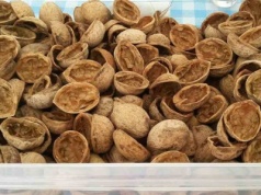 Już nigdy nie wyrzucisz łupin orzechów włoskich. Niesamowity trik