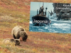 Japonia: niedźwiedzie przed snem zimowym zaczęły atakować ludzi na rekordową skalę