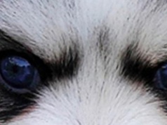 Nowy pies hybrydowy! Widziałeś go już? Pomsky to mały wilczek