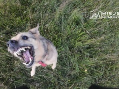 Pies wydostał się z posesji i zaatakował. Leoś nie żyje