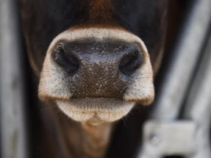 Choroba niebieskiego języka uderza. Nowe ognisko po raz pierwszy w tym województwie