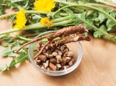 Korzeń mniszka na pomoc wątrobie – przepisy zielarskie