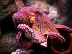 „Nie istnieje humanitarna metoda”. Koszmar inteligentnych zwierząt