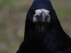 Gawrony są zagrożone, ale wciąż można niszczyć ich gniazda. Ornitolodzy chcą zmian w prawie