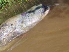 Polscy wędkarze ustanowili nowy rekord świata. Taką długość miał sum gigant