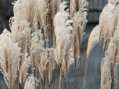 Trawa ozdobna, która wygląda jak marzenie. Najpiękniej kwitnie jesienią