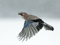 Przepiękny polski ptak zaczął latać tam i z powrotem. Co się dzieje?