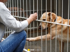 Pracownicy krakowskiego schroniska dla zwierząt "płaczą ze zmęczenia i bezsilności"