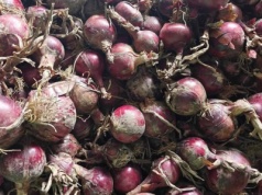 Cebula prosto z pola za grosze! Rolnik zaprasza na samozbiór i apeluje do mieszkańców