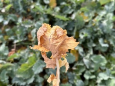 W rzepaku widać już niedobory azotu