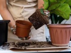 Nie wierzyłam, że to działa. Teraz mam w każdej doniczce. Rośliny nigdy nie były piękniejsze