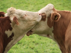 Polska wśród liderów bioasekuracji – kluczowe spotkanie GLW