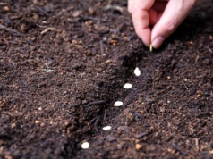 Wysiej te warzywa w październiku. Przyspieszysz zbiory nawet o miesiąc