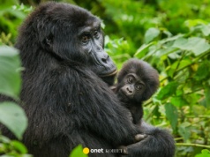 Po latach weszli do zamkniętego zoo. Do sieci trafiło nagranie