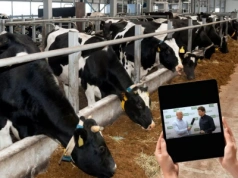 Od odchowu cieląt po wydajną i efektywną produkcję mleka