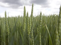 ARiMR: „Liczmy na mniej niejasności w kolejnych kontrolach” – trwa wypłata zaliczek