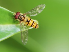 EKOploty - jak pomagać owadom? Adrianna Lehmann o hotelikach dla bzygowatych