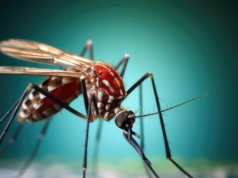 Alarm w Europie. Tropikalne komary złożyły jaja. Znaleźli je na lotnisku