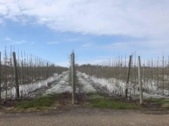 Dwa lata bez jabłek. Sadownicy z Wielkopolski: ile jeszcze wytrzymamy?