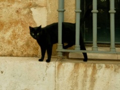 Hiszpania: Zakaz adopcji czarnych kotów. W tle "złowrogie obrzędy"